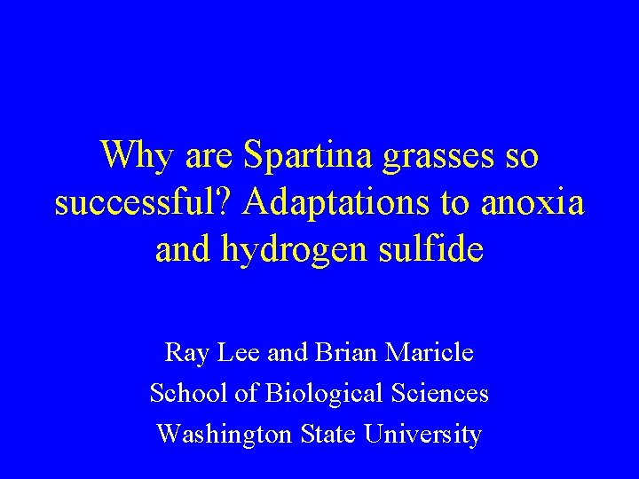 Why are Spartina grasses so successful? Adaptations to anoxia and hydrogen sulfide Ray Lee