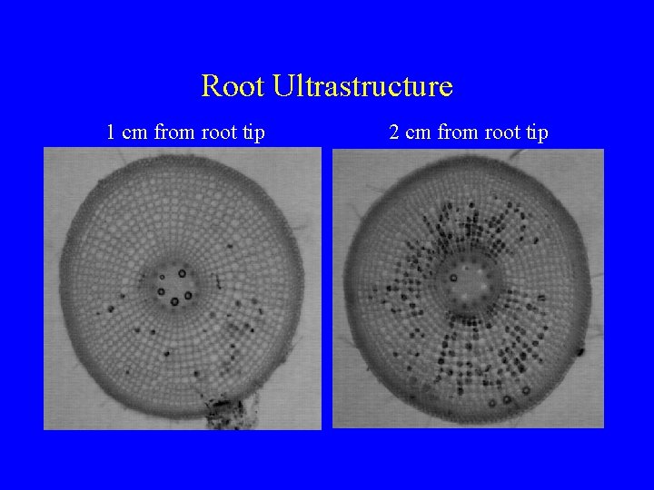 Root Ultrastructure 1 cm from root tip 2 cm from root tip 