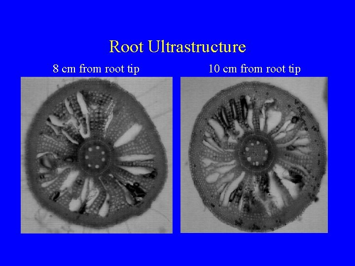 Root Ultrastructure 8 cm from root tip 10 cm from root tip 