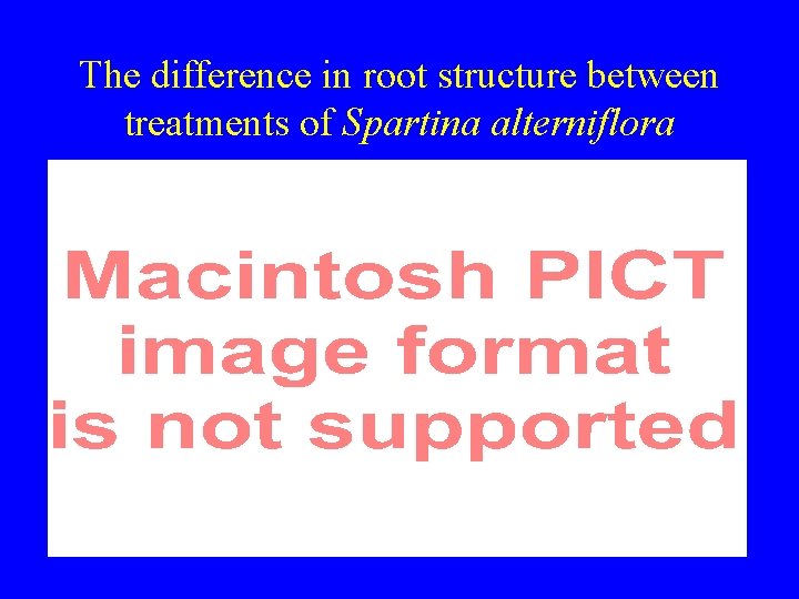 The difference in root structure between treatments of Spartina alterniflora 