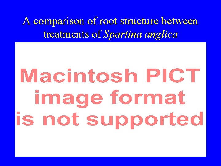 A comparison of root structure between treatments of Spartina anglica 