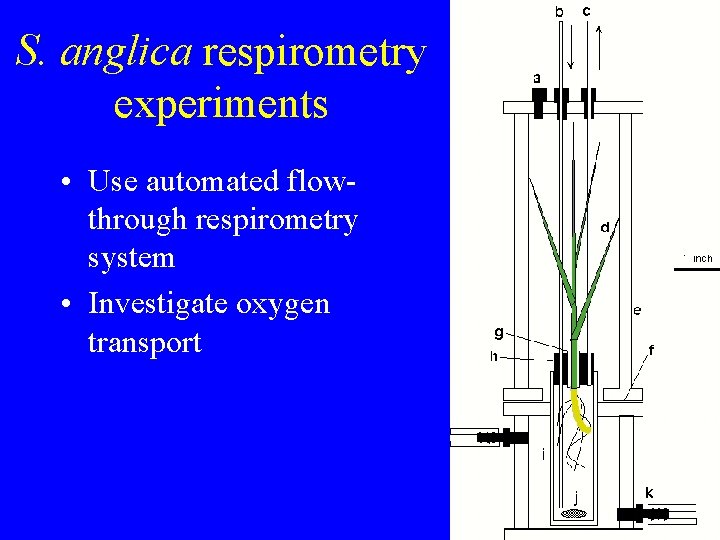 S. anglica respirometry experiments • Use automated flowthrough respirometry system • Investigate oxygen transport