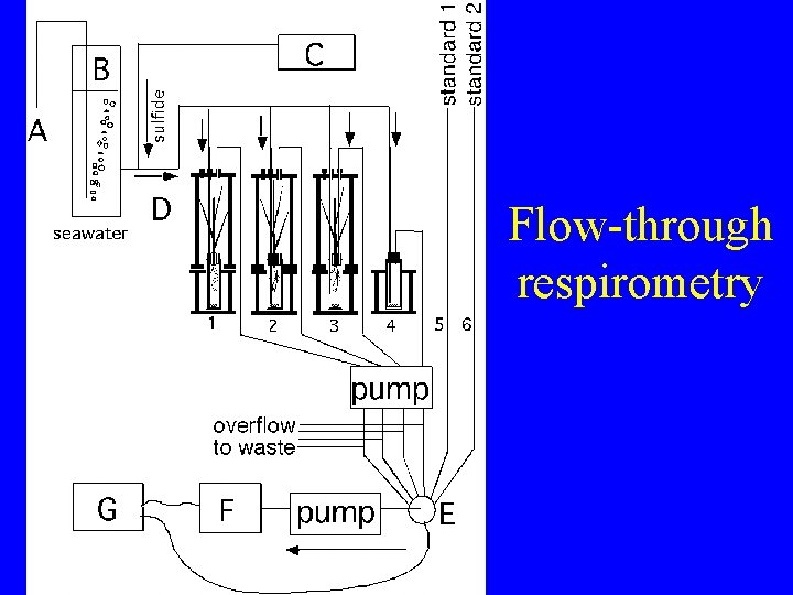 Flow-through respirometry 