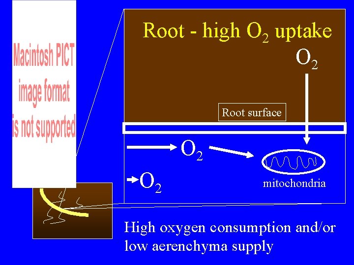 Root - high O 2 uptake O 2 Root surface O 2 mitochondria High