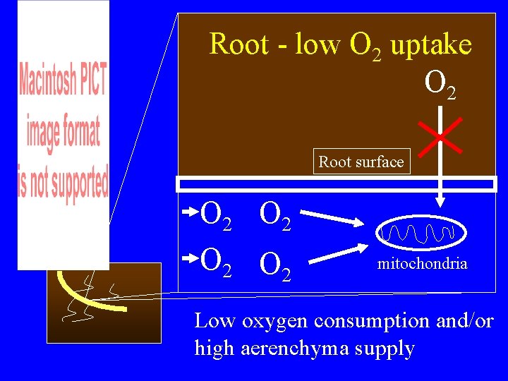 Root - low O 2 uptake O 2 Root surface O 2 O 2