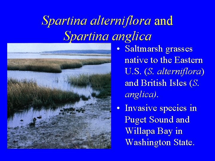 Spartina alterniflora and Spartina anglica • Saltmarsh grasses native to the Eastern U. S.