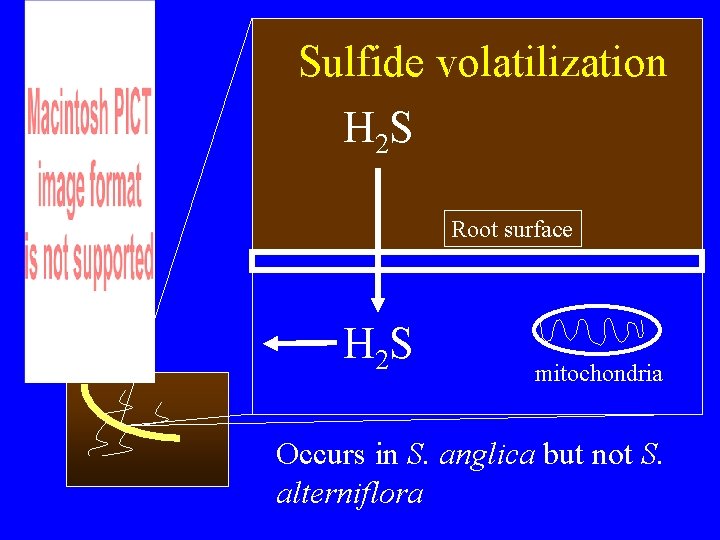 Sulfide volatilization H 2 S Root surface H 2 S mitochondria Occurs in S.