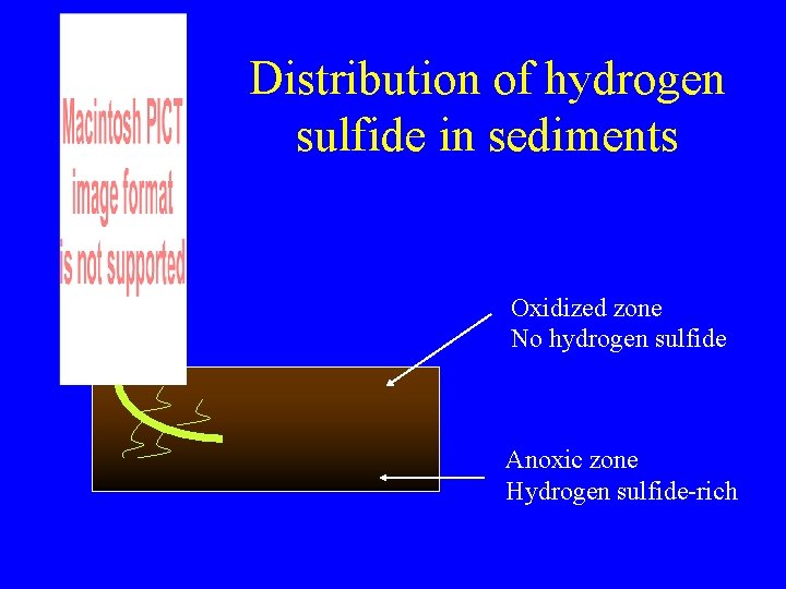 Distribution of hydrogen sulfide in sediments Oxidized zone No hydrogen sulfide Anoxic zone Hydrogen