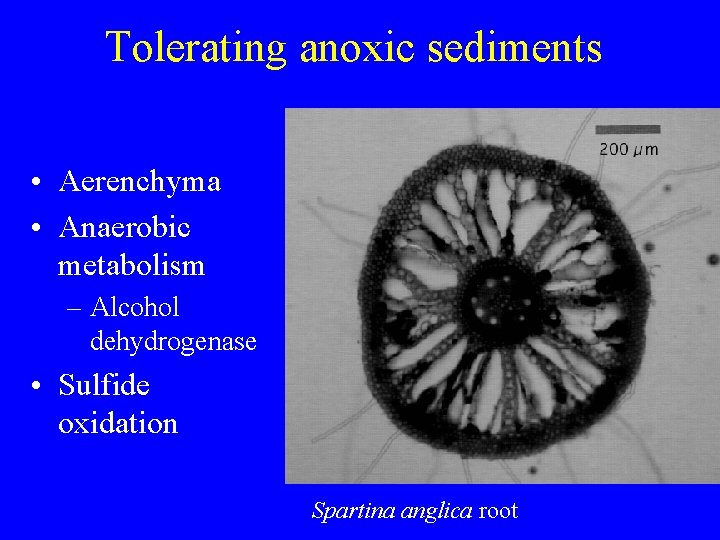 Tolerating anoxic sediments • Aerenchyma • Anaerobic metabolism – Alcohol dehydrogenase • Sulfide oxidation