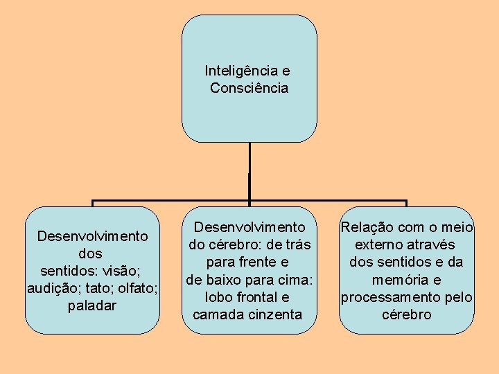 Inteligência e Consciência Desenvolvimento dos sentidos: visão; audição; tato; olfato; paladar Desenvolvimento do cérebro: