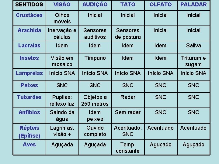 SENTIDOS VISÃO AUDIÇÃO TATO OLFATO PALADAR Crustáceo Olhos móveis Inicial Arachida Inervação e células