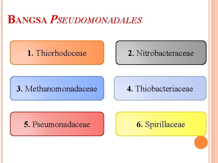 BANGSA PSEUDOMONADALES 1. Thiorhodoceae 2. Nitrobacteraceae 3. Methanomonadaceae 4. Thiobacteriaceae 5. Pseumonadaceae 6. Spirillaceae