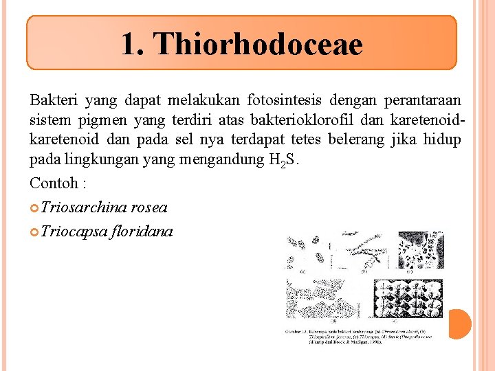 1. Thiorhodoceae Bakteri yang dapat melakukan fotosintesis dengan perantaraan sistem pigmen yang terdiri atas