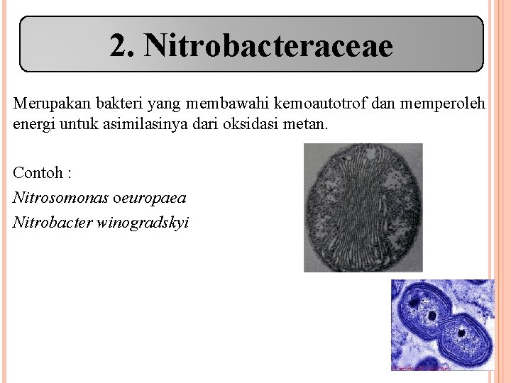 2. Nitrobacteraceae Merupakan bakteri yang membawahi kemoautotrof dan memperoleh energi untuk asimilasinya dari oksidasi