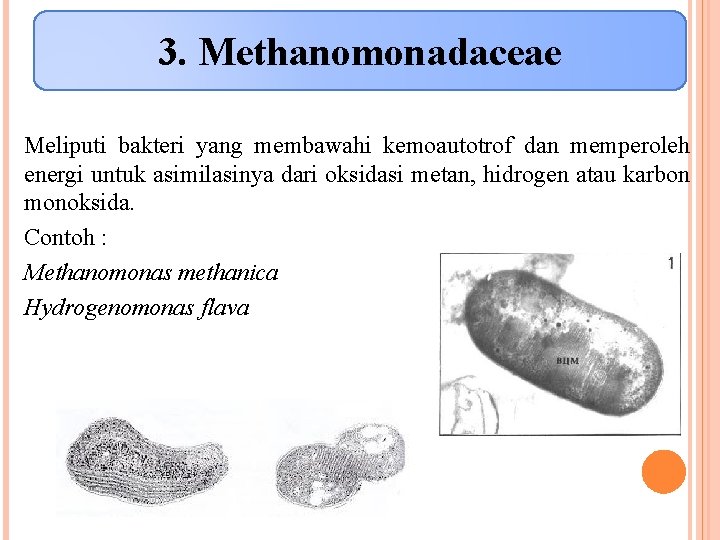 3. Methanomonadaceae Meliputi bakteri yang membawahi kemoautotrof dan memperoleh energi untuk asimilasinya dari oksidasi