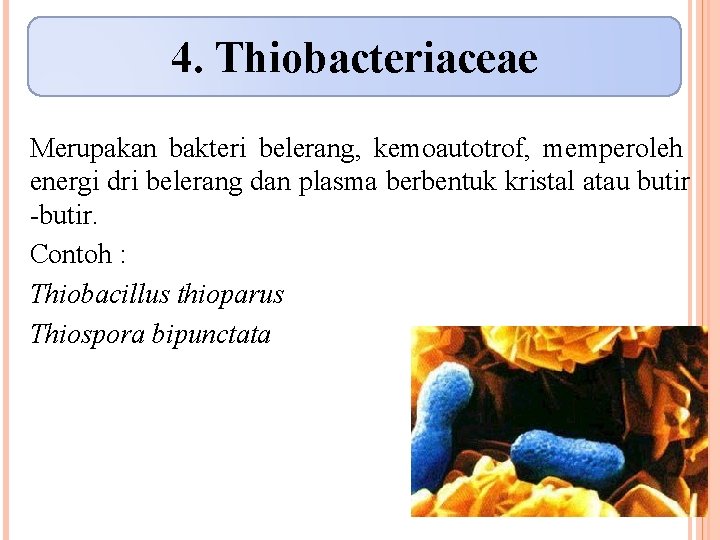 4. Thiobacteriaceae Merupakan bakteri belerang, kemoautotrof, memperoleh energi dri belerang dan plasma berbentuk kristal