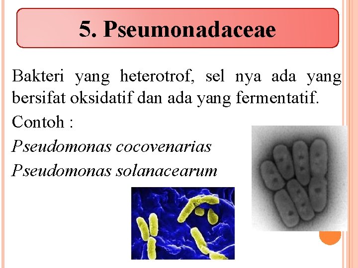 5. Pseumonadaceae Bakteri yang heterotrof, sel nya ada yang bersifat oksidatif dan ada yang