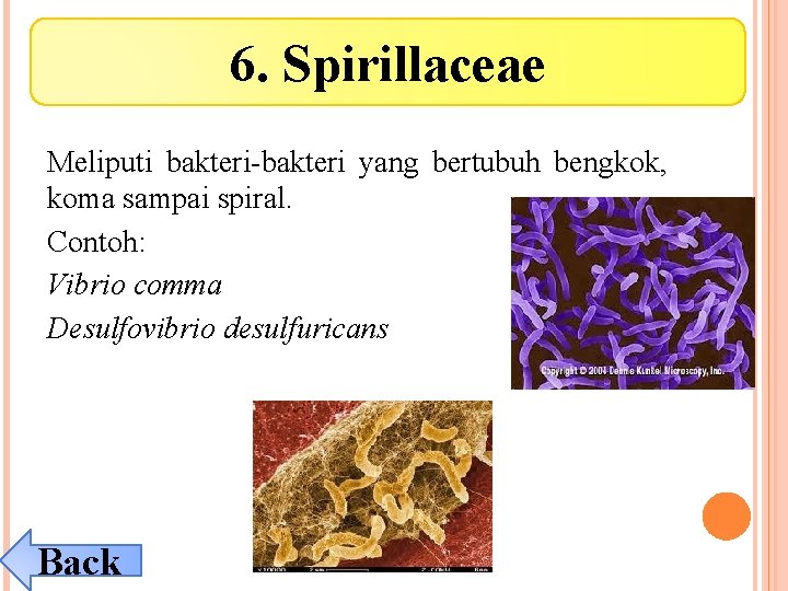 6. Spirillaceae Meliputi bakteri-bakteri yang bertubuh bengkok, koma sampai spiral. Contoh: Vibrio comma Desulfovibrio