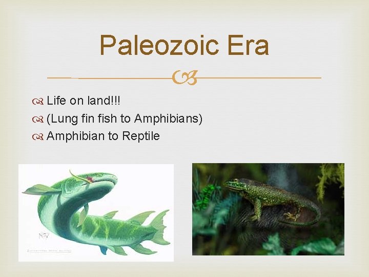 Paleozoic Era Life on land!!! (Lung fin fish to Amphibians) Amphibian to Reptile 