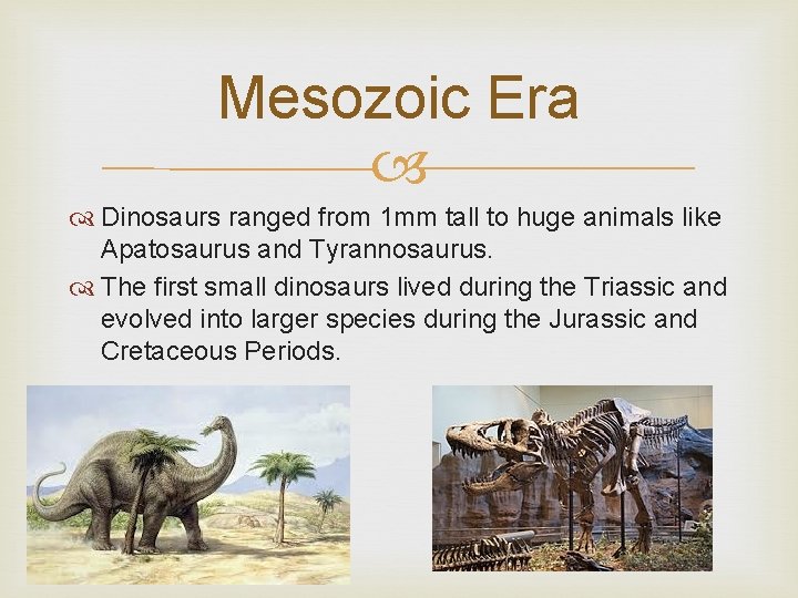 Mesozoic Era Dinosaurs ranged from 1 mm tall to huge animals like Apatosaurus and