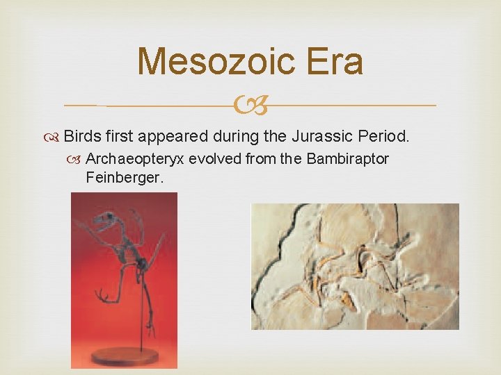 Mesozoic Era Birds first appeared during the Jurassic Period. Archaeopteryx evolved from the Bambiraptor