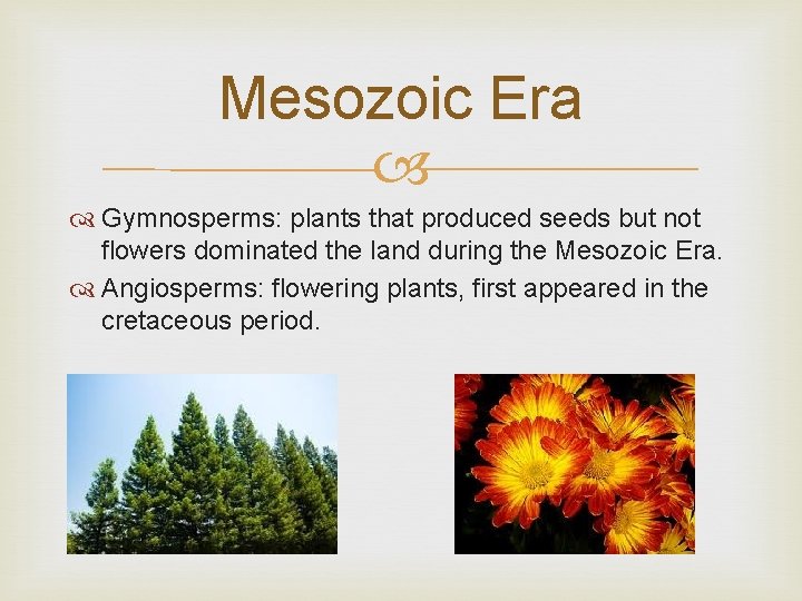 Mesozoic Era Gymnosperms: plants that produced seeds but not flowers dominated the land during