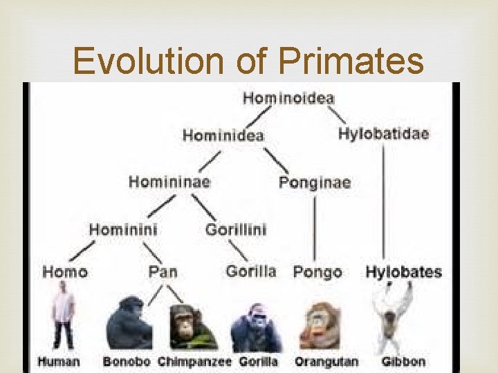 Evolution of Primates 