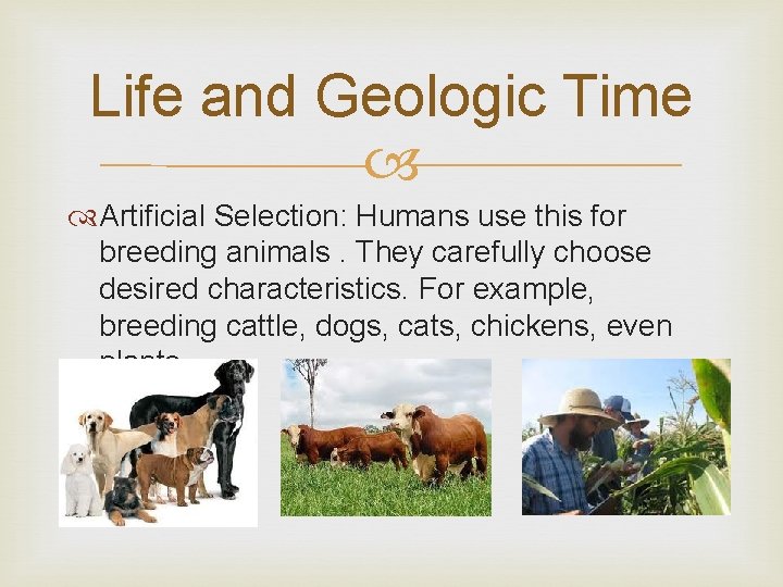 Life and Geologic Time Artificial Selection: Humans use this for breeding animals. They carefully