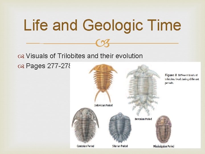 Life and Geologic Time Visuals of Trilobites and their evolution Pages 277 -278 