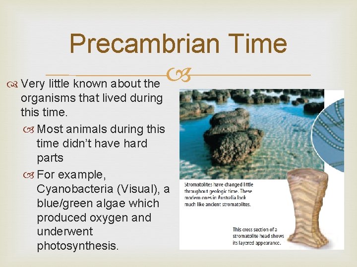 Precambrian Time Very little known about the organisms that lived during this time. Most