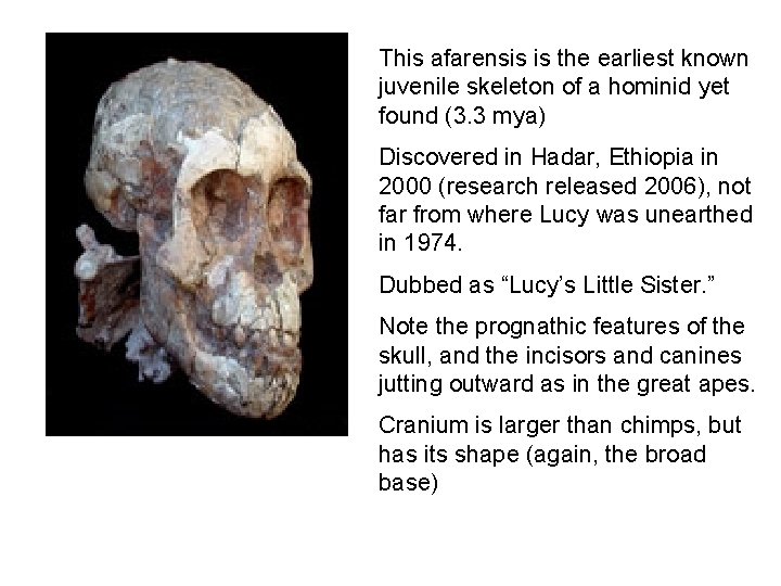 This afarensis is the earliest known juvenile skeleton of a hominid yet found (3.