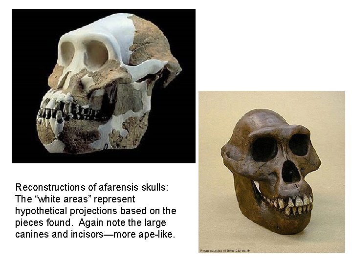 Reconstructions of afarensis skulls: The “white areas” represent hypothetical projections based on the pieces