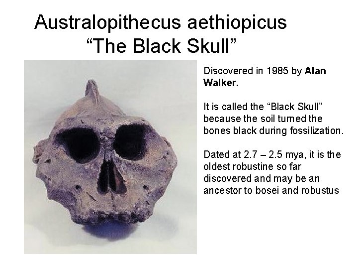 Australopithecus aethiopicus “The Black Skull” Discovered in 1985 by Alan Walker. It is called