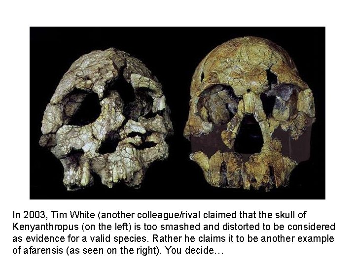 In 2003, Tim White (another colleague/rival claimed that the skull of Kenyanthropus (on the