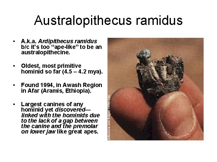 Australopithecus ramidus • A. k. a. Ardipithecus ramidus b/c it’s too “ape-like” to be