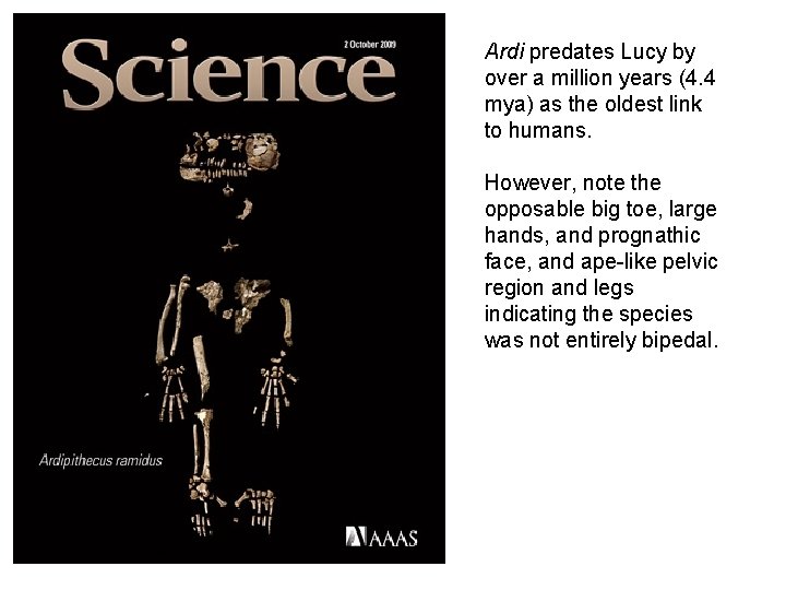 Ardi predates Lucy by over a million years (4. 4 mya) as the oldest