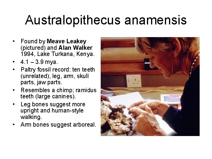 Australopithecus anamensis • Found by Meave Leakey (pictured) and Alan Walker 1994, Lake Turkana,