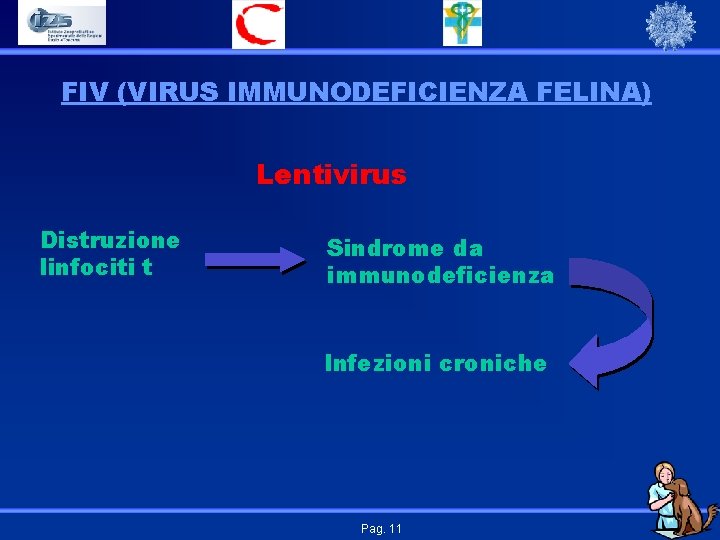 FIV (VIRUS IMMUNODEFICIENZA FELINA) Lentivirus Distruzione linfociti t Sindrome da immunodeficienza Infezioni croniche Pag.