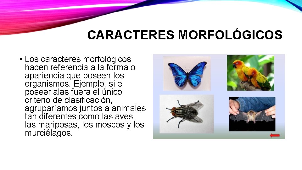 CARACTERES MORFOLÓGICOS • Los caracteres morfológicos hacen referencia a la forma o apariencia que