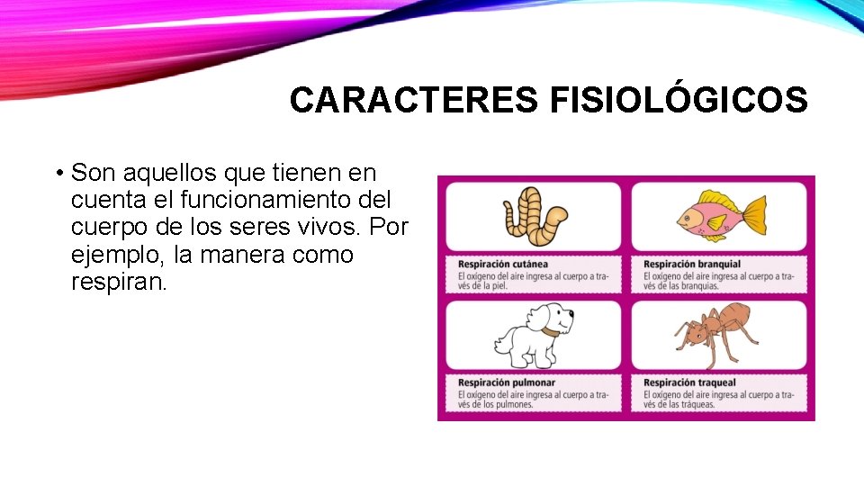 CARACTERES FISIOLÓGICOS • Son aquellos que tienen en cuenta el funcionamiento del cuerpo de