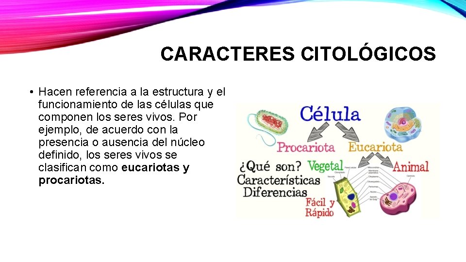 CARACTERES CITOLÓGICOS • Hacen referencia a la estructura y el funcionamiento de las células