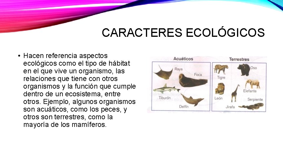 CARACTERES ECOLÓGICOS • Hacen referencia aspectos ecológicos como el tipo de hábitat en el