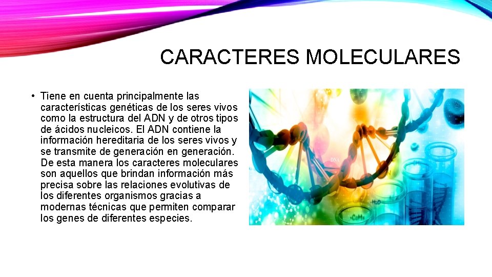 CARACTERES MOLECULARES • Tiene en cuenta principalmente las características genéticas de los seres vivos
