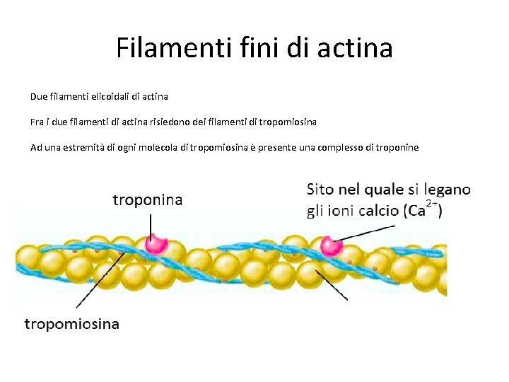 Filamenti fini di actina Due filamenti elicoidali di actina Fra i due filamenti di