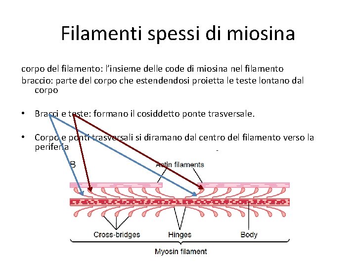 Filamenti spessi di miosina corpo del filamento: l’insieme delle code di miosina nel filamento