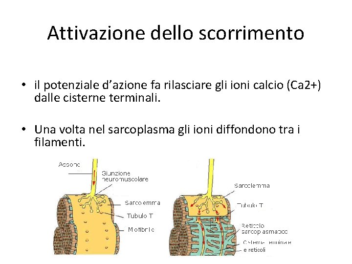 Attivazione dello scorrimento • il potenziale d’azione fa rilasciare gli ioni calcio (Ca 2+)