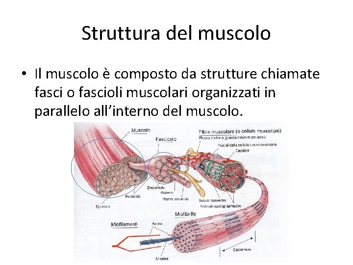 Struttura del muscolo • Il muscolo è composto da strutture chiamate fasci o fascioli