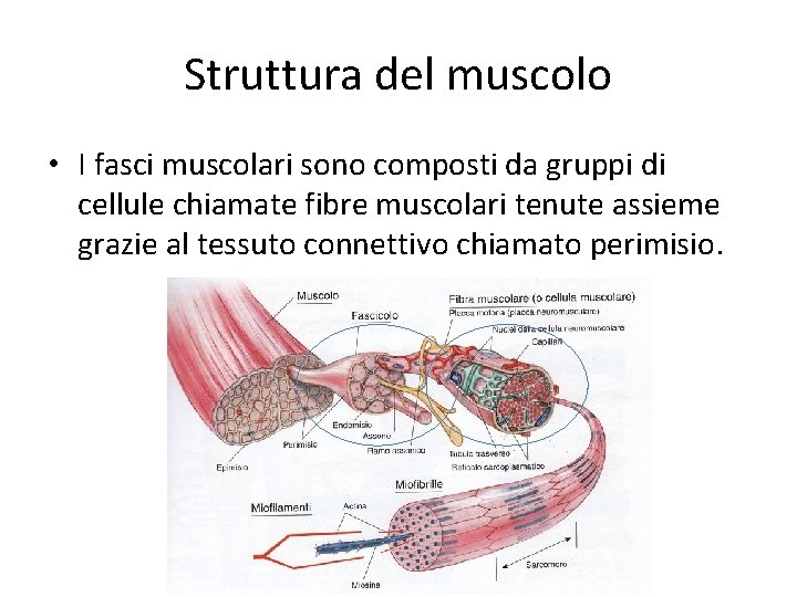 Struttura del muscolo • I fasci muscolari sono composti da gruppi di cellule chiamate
