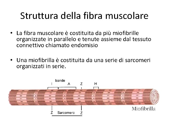 Struttura della fibra muscolare • La fibra muscolare è costituita da più miofibrille organizzate