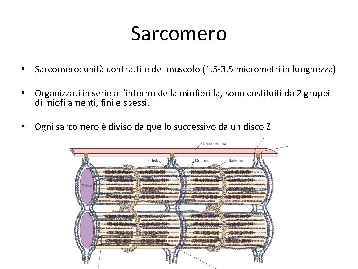 Sarcomero • Sarcomero: unità contrattile del muscolo (1. 5 -3. 5 micrometri in lunghezza)